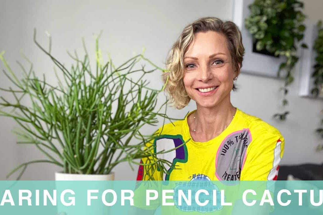 How I Care For My Pencil Cactus – Green Moments With Juliette Episode #04
