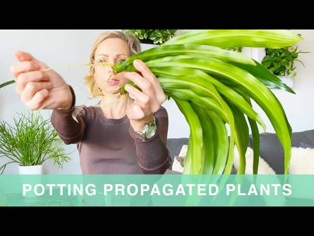 Potting Water Propagated Plants – Green Moments With Juliette Ep #16