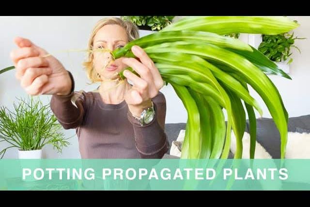 Potting Water Propagated Plants – Green Moments With Juliette Ep #16
