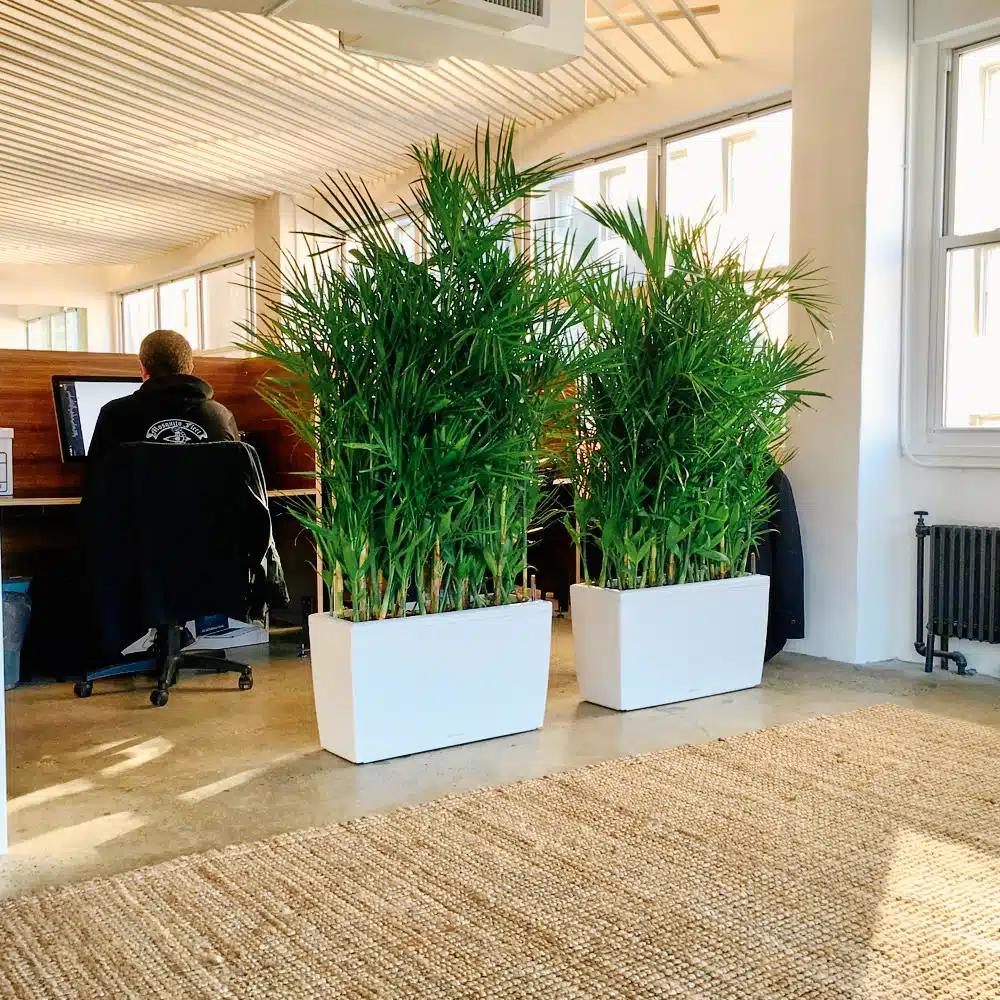 NYC office plants, portfolio photo 1