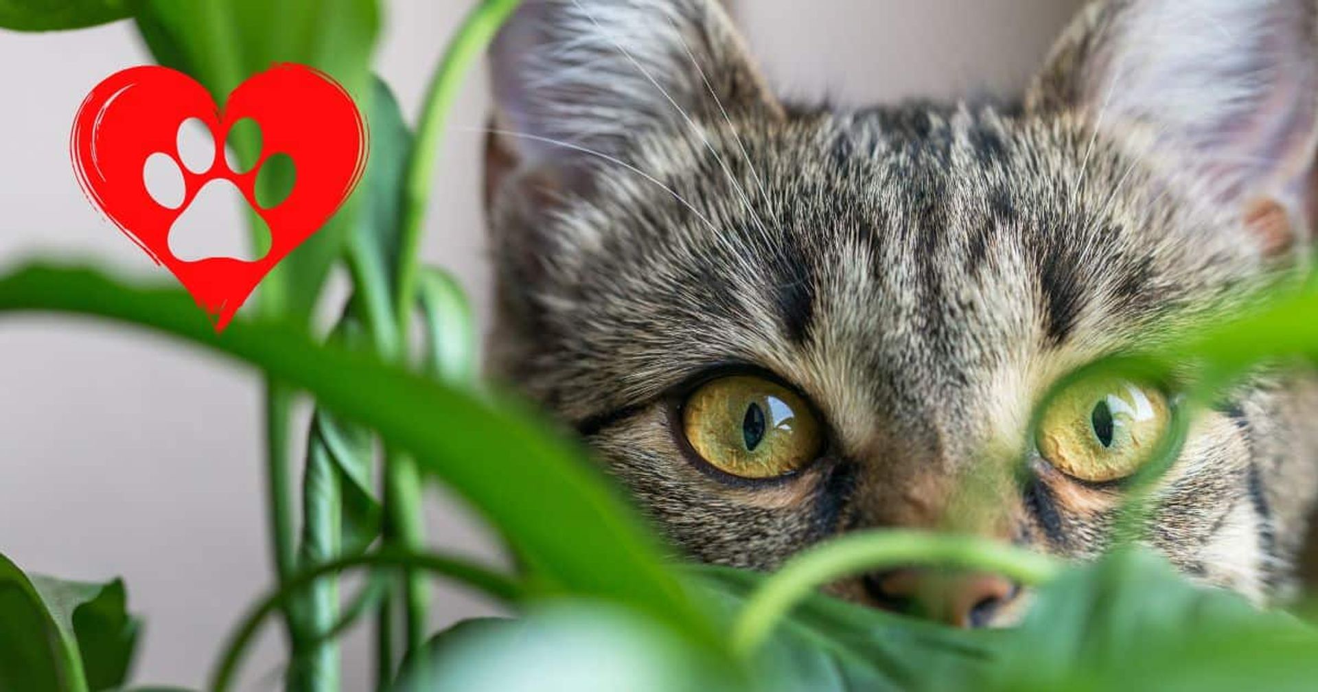 Tabby kitten peeking through lush green leaves of pet friendly plants with a vibrant red heart-shaped paw print graphic overlay, symbolizing love for pets and animals.