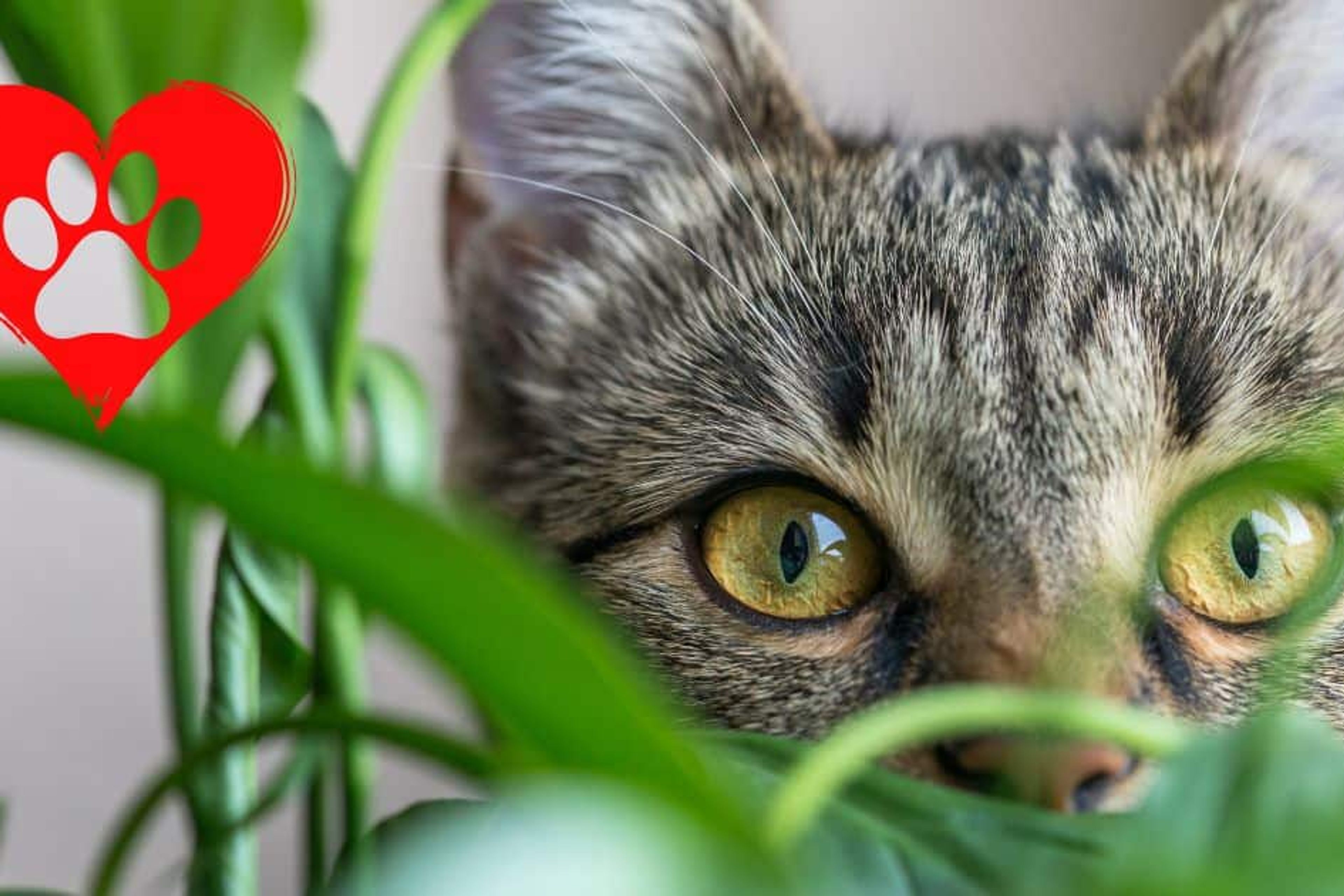 Tabby kitten peeking through lush green leaves with a vibrant red heart-shaped paw print graphic overlay, symbolizing love for pets and animals.
