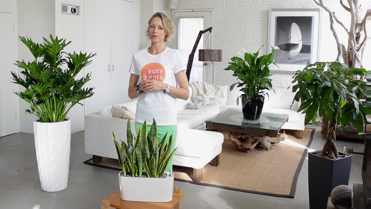 Benefits of Self-watering Planters