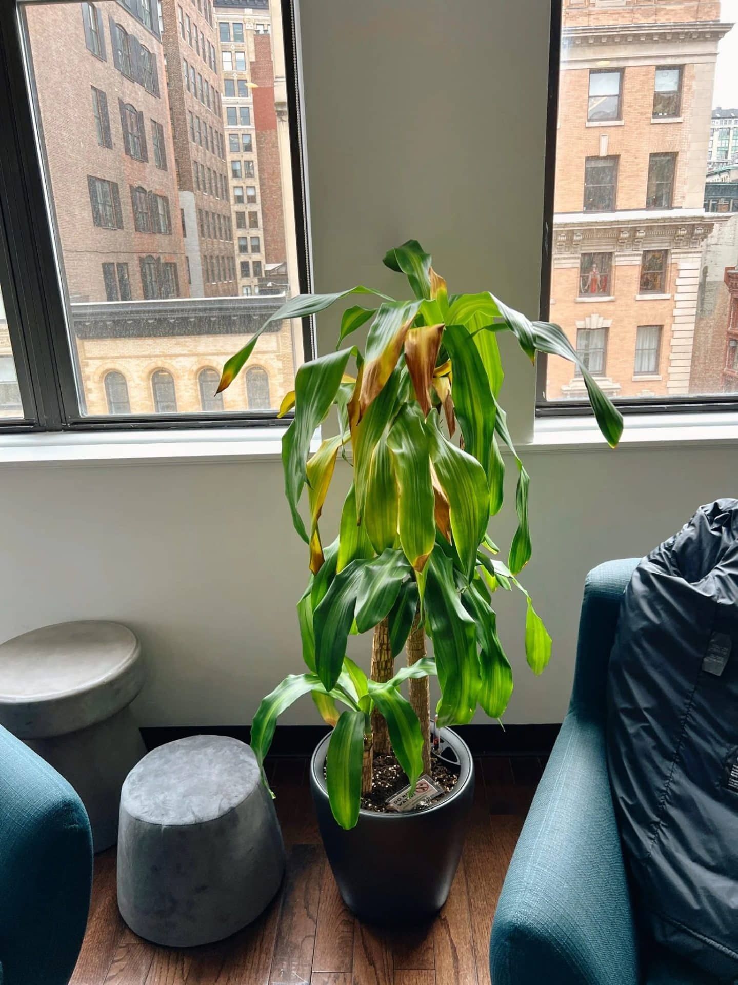 corn pant with yellowing brown leaves