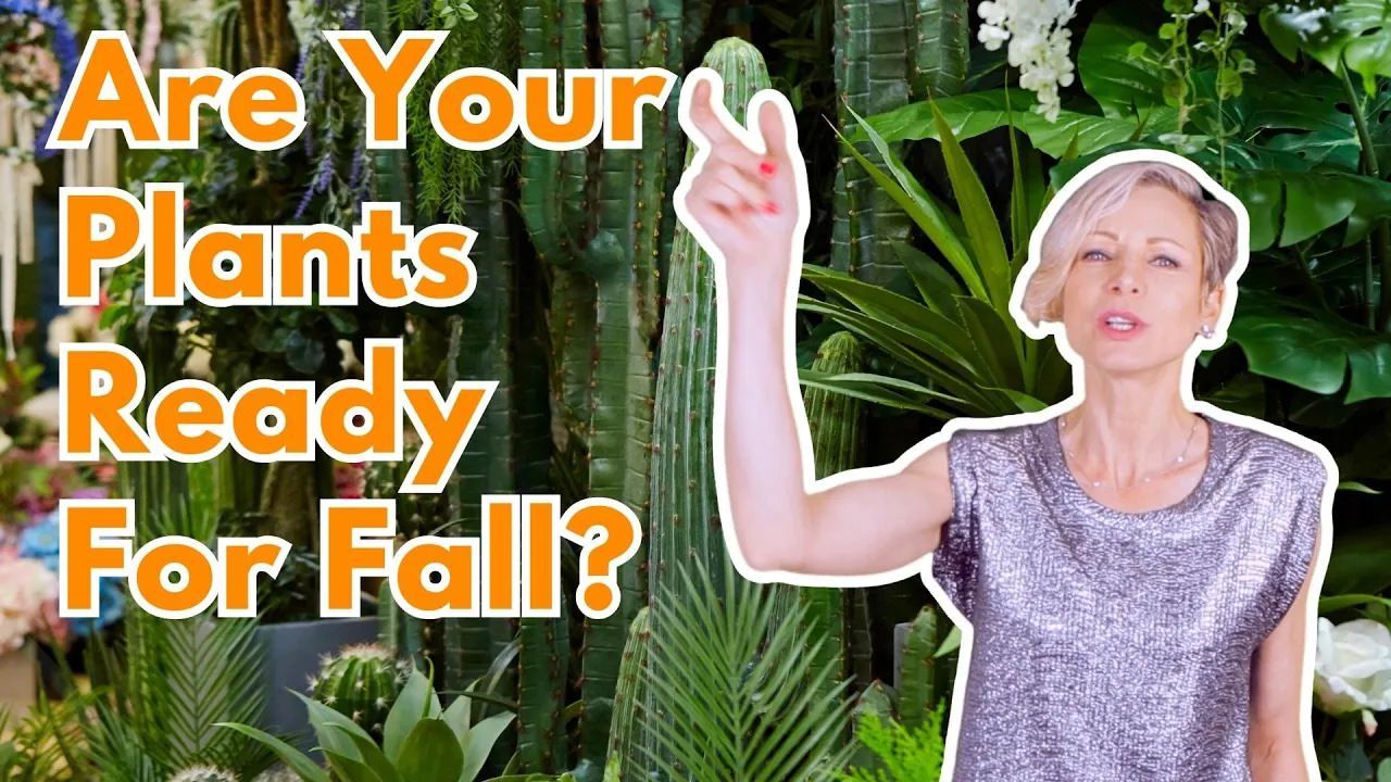 My 6 Green Tips For Fall Houseplant Care