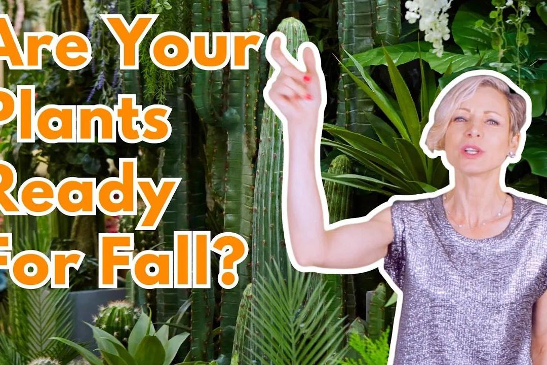 My 6 Green Tips For Fall Houseplant Care
