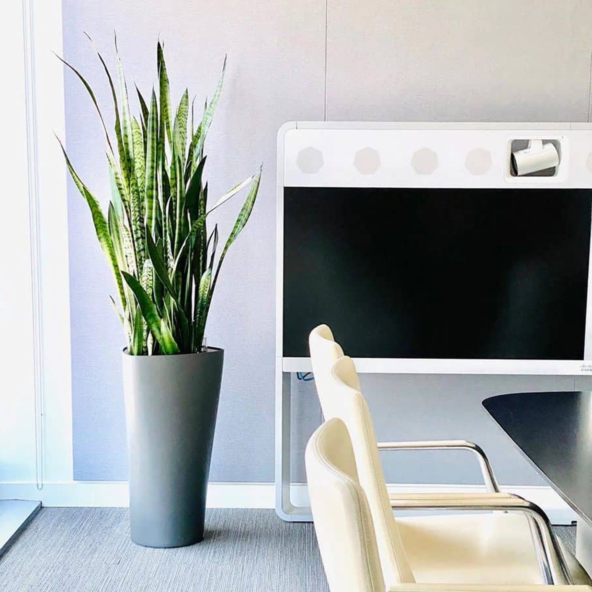 Image of beautiful Snake plant in Lechuza triangle Delta planter place in conference room