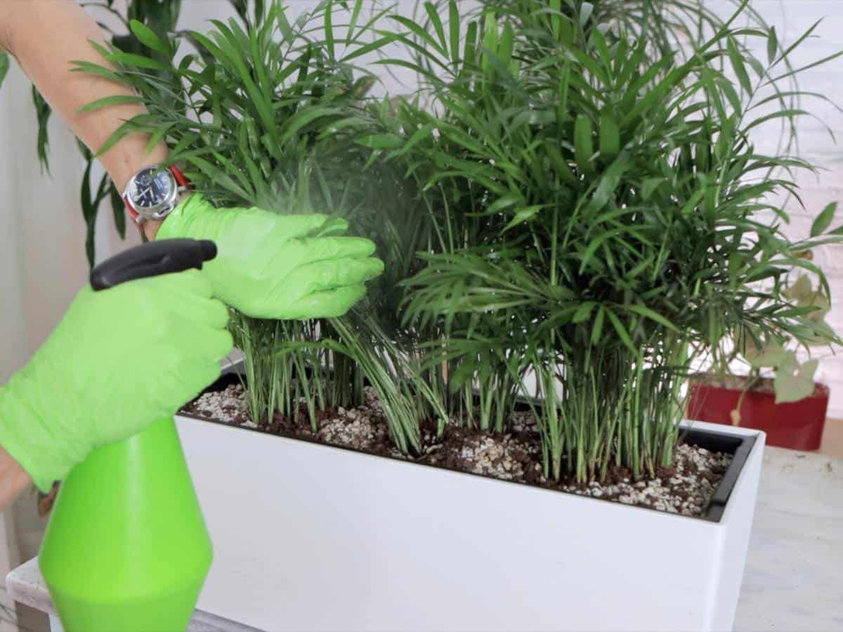 Spraying bamboo palm with spider mites killing solution
