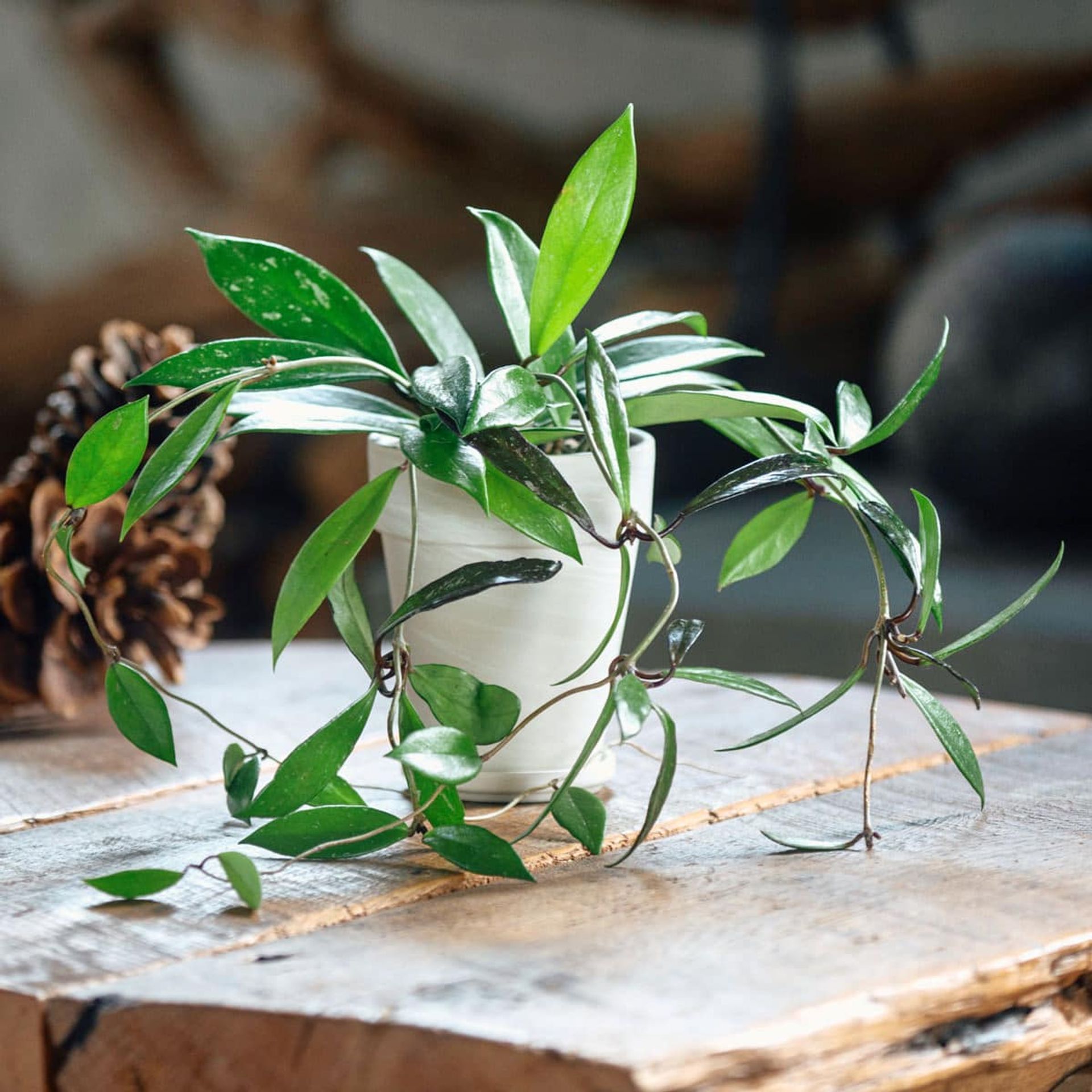 Healthy hoya carnosa, a charming addition to low light plants, in a white pot on a rustic wooden table adorned with a pine cone decoration in natural lighting.