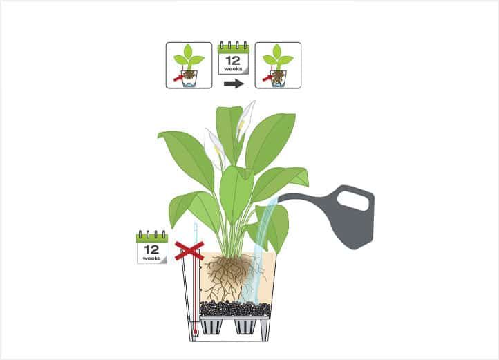 How To Water Plants In Lechuza Planters