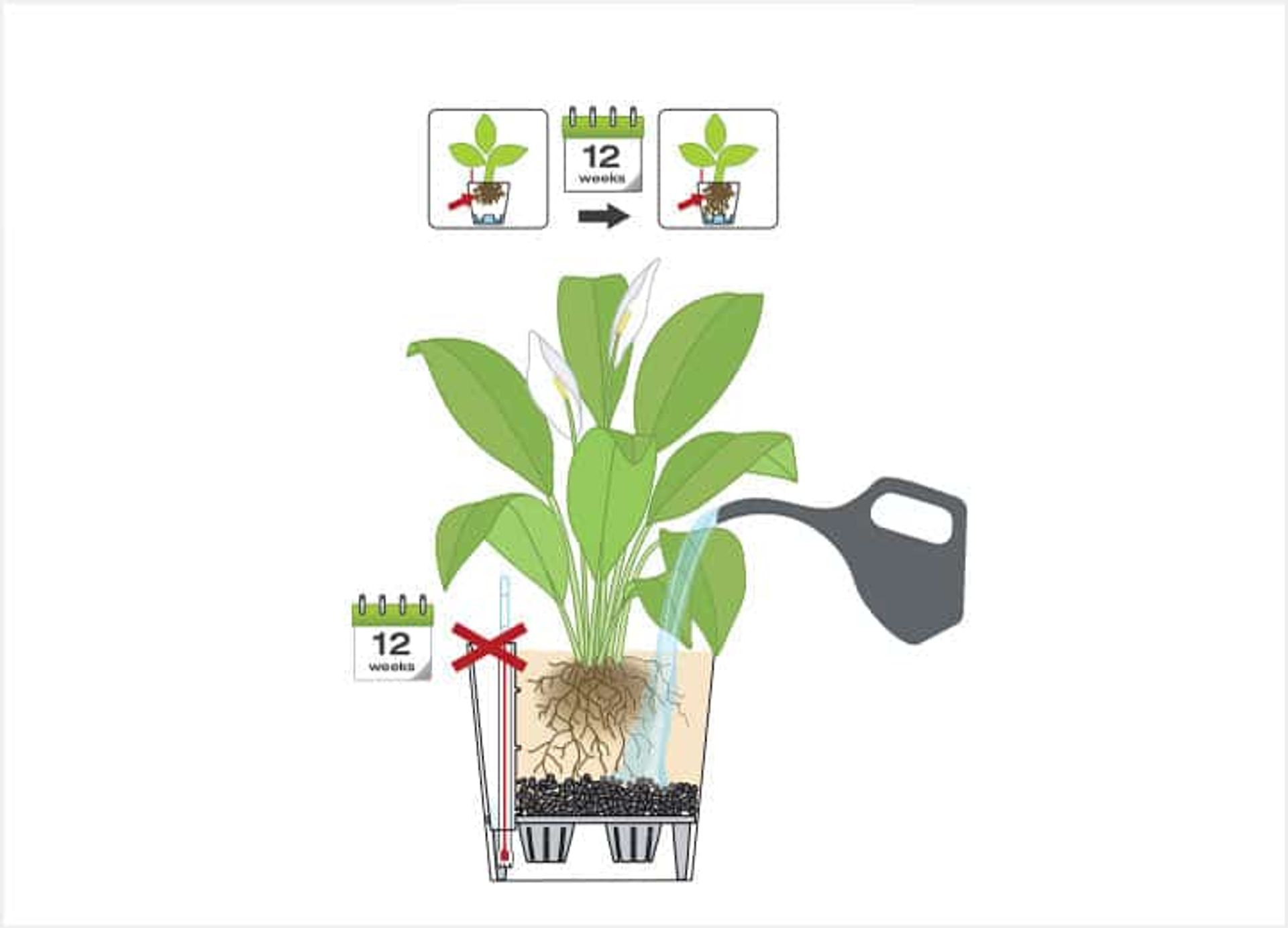 wait 3-4 months before using Lechuza self-watering feature