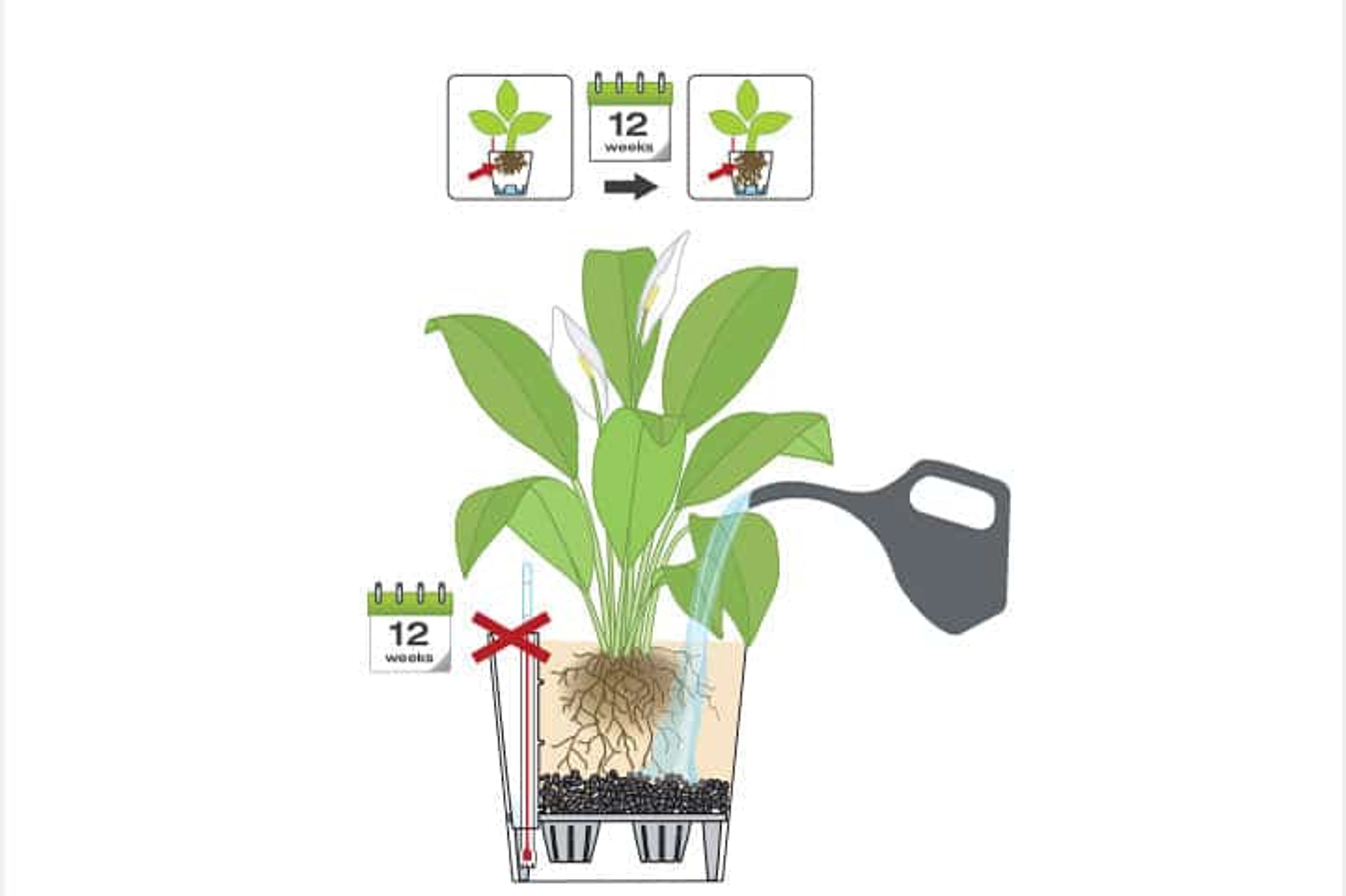 How To Water Plants In Lechuza Planters