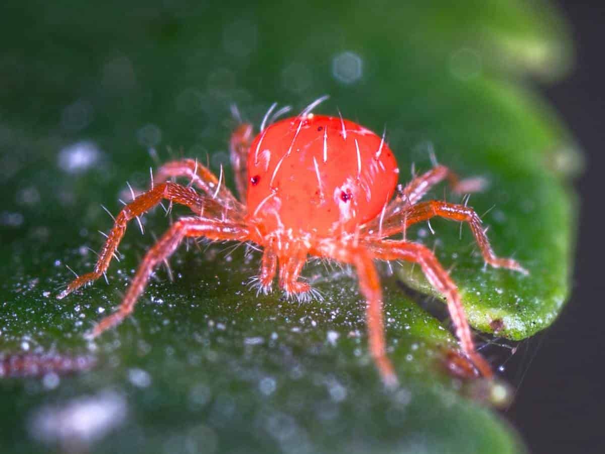 Spider mites can vary in color, but they are often red, yellow, green, black, tan, or brown.