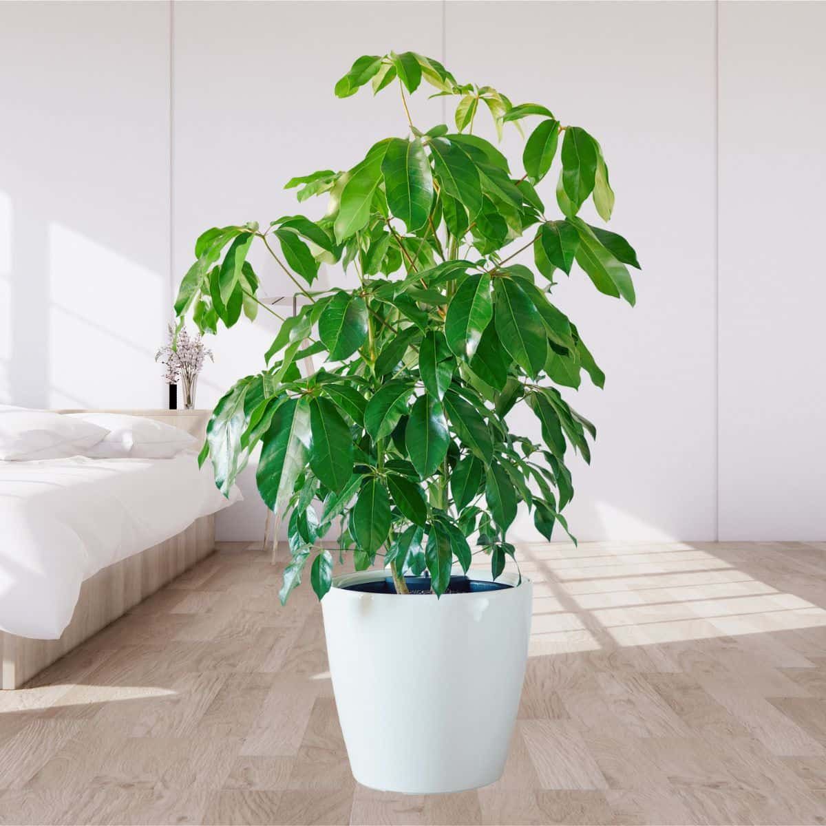 Indoor potted Schefflera plant in a white pot, adding a touch of greenery to a minimalist bedroom with natural sunlight and wooden flooring, featuring one of the best plants for bedroom decor.