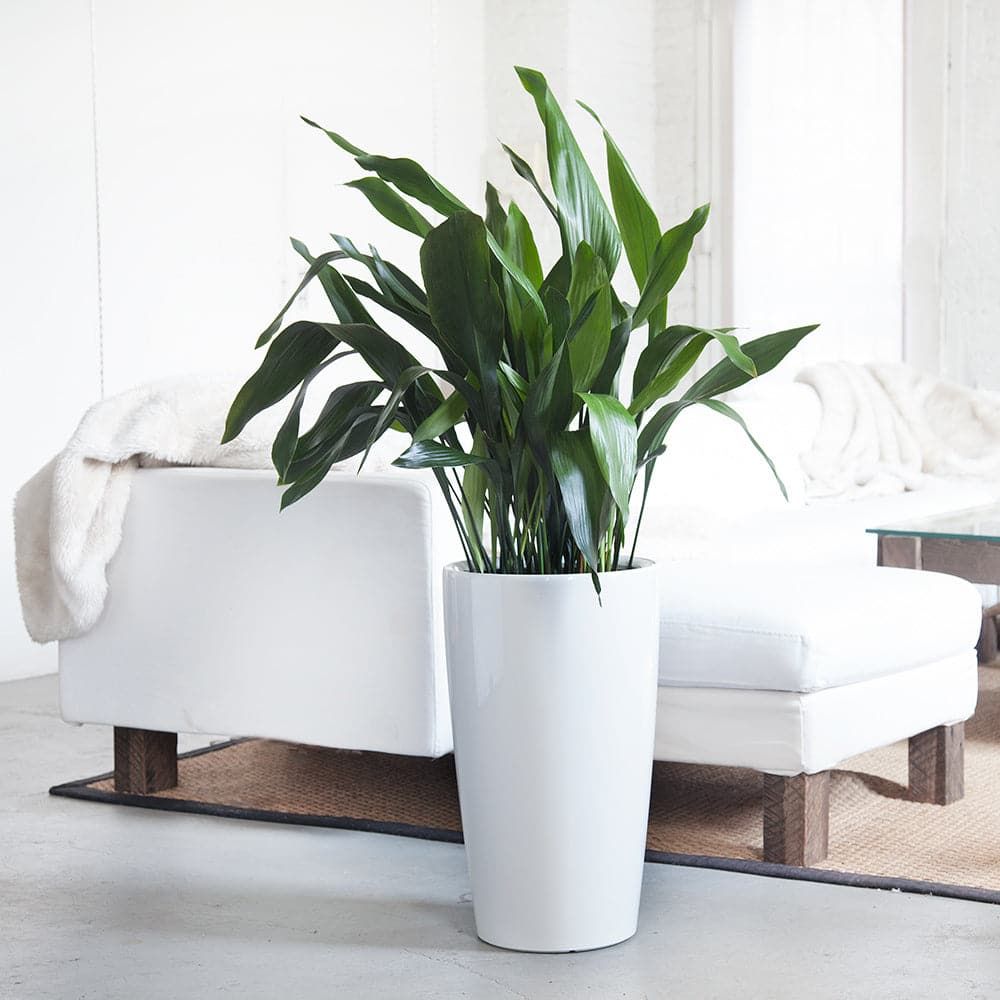 Plant Light Guide