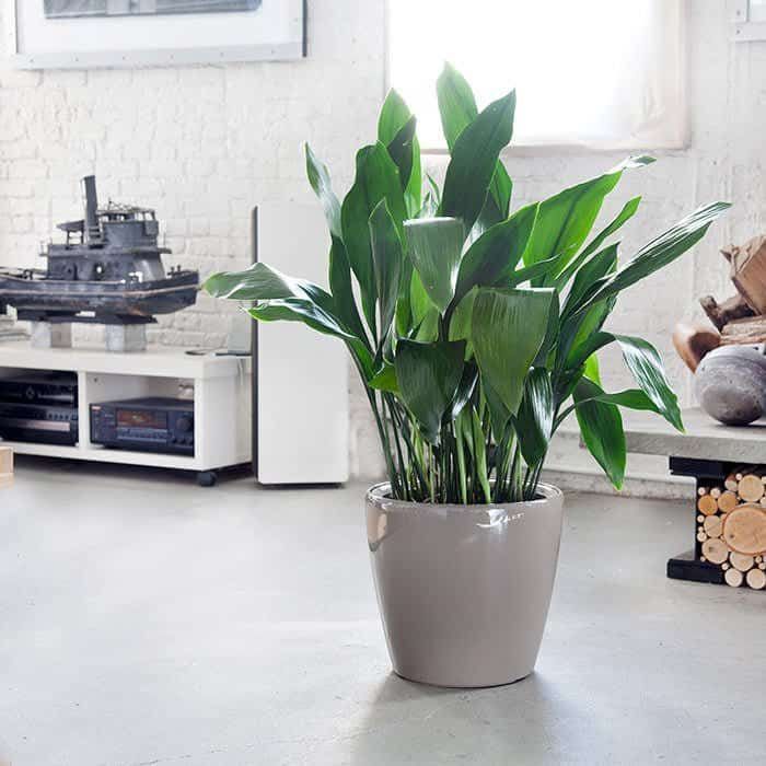 Top 5 Plants We Recommend