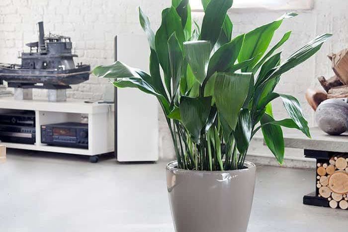 Top 5 Plants We Recommend