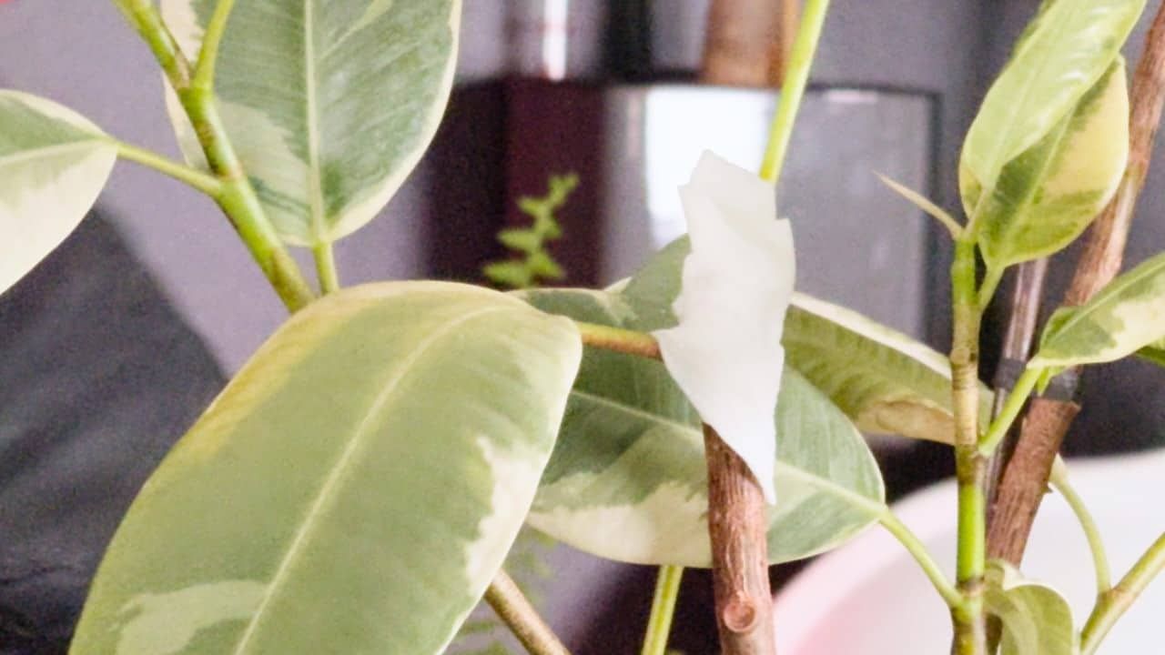A close-up of a variegated rubber plant showing a fresh cut on the stem, illustrating how to prune a rubber plant.