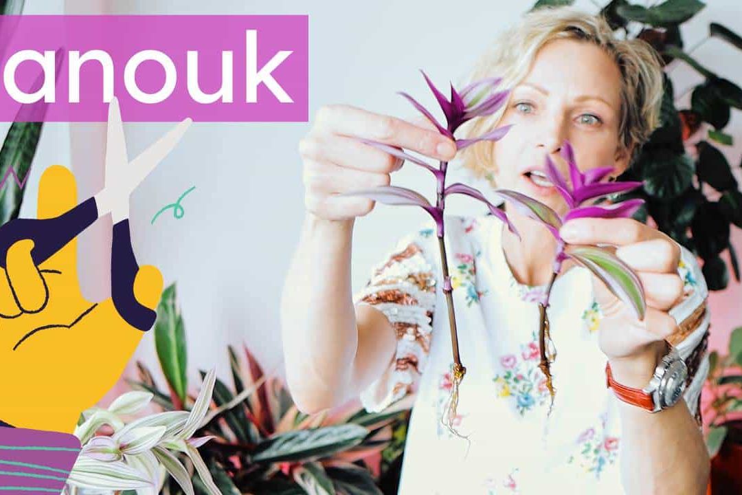 Tradescantia Nanouk Propagation And Pruning
