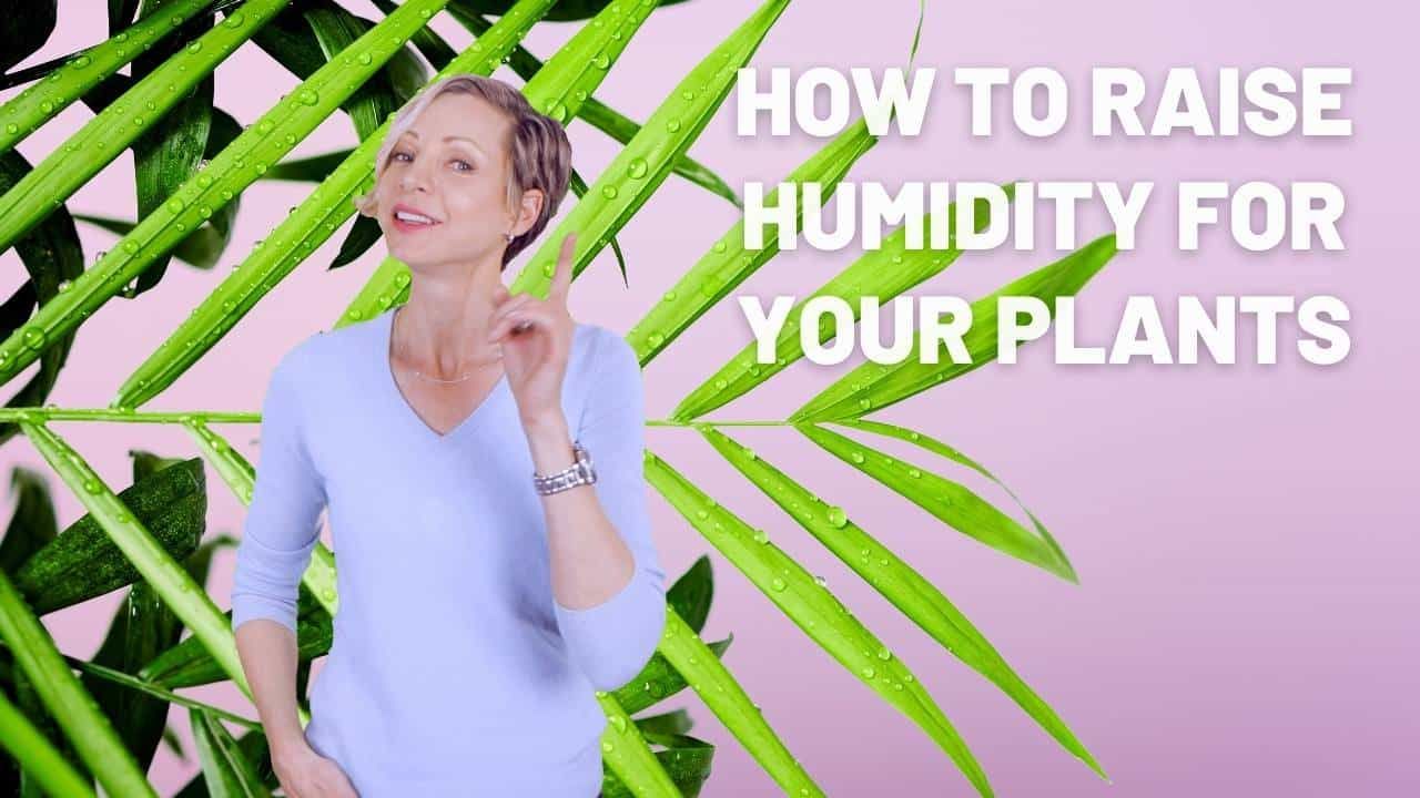 How to raise humidity for your plants?