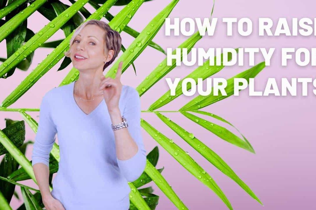 How to raise humidity for your plants?