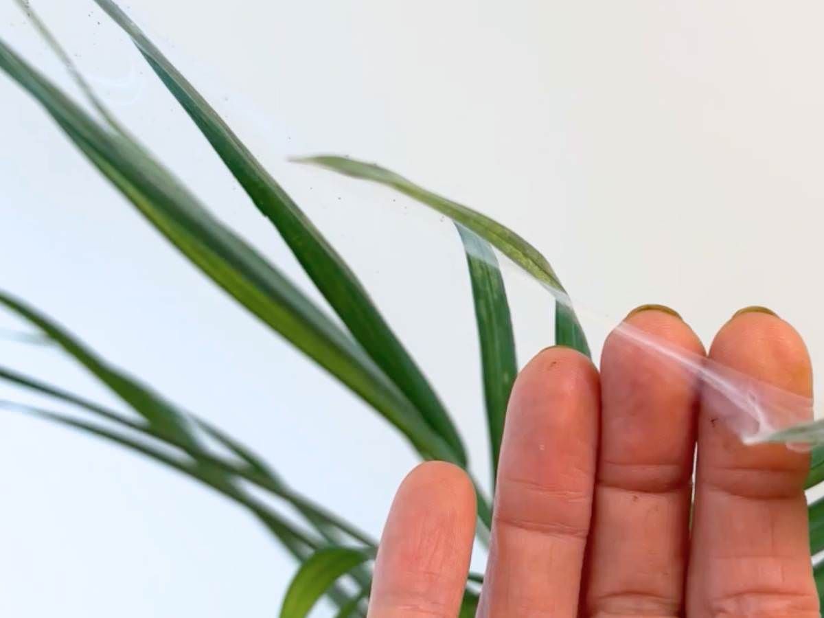 spider mites on bamboo palm