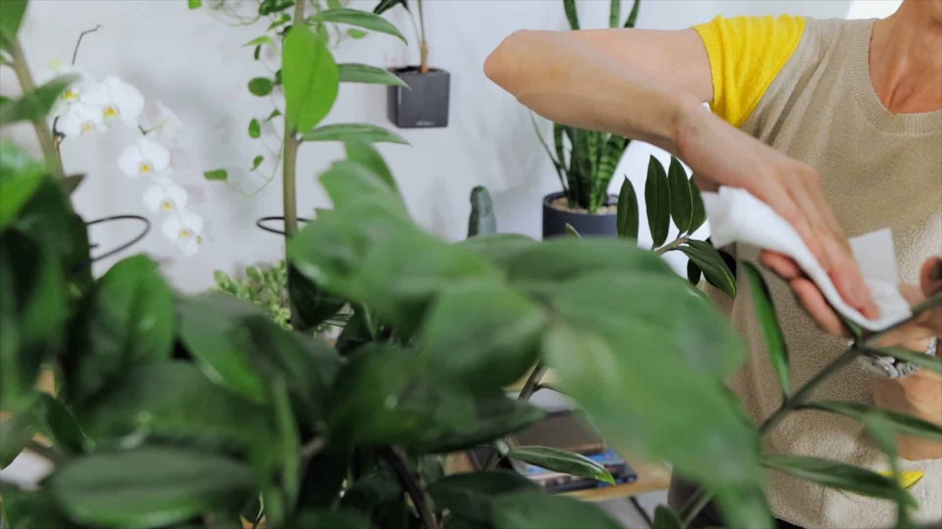 Woman in a beige sweater dusting green ZZ plants after repotting, showcasing home gardening and plant care.