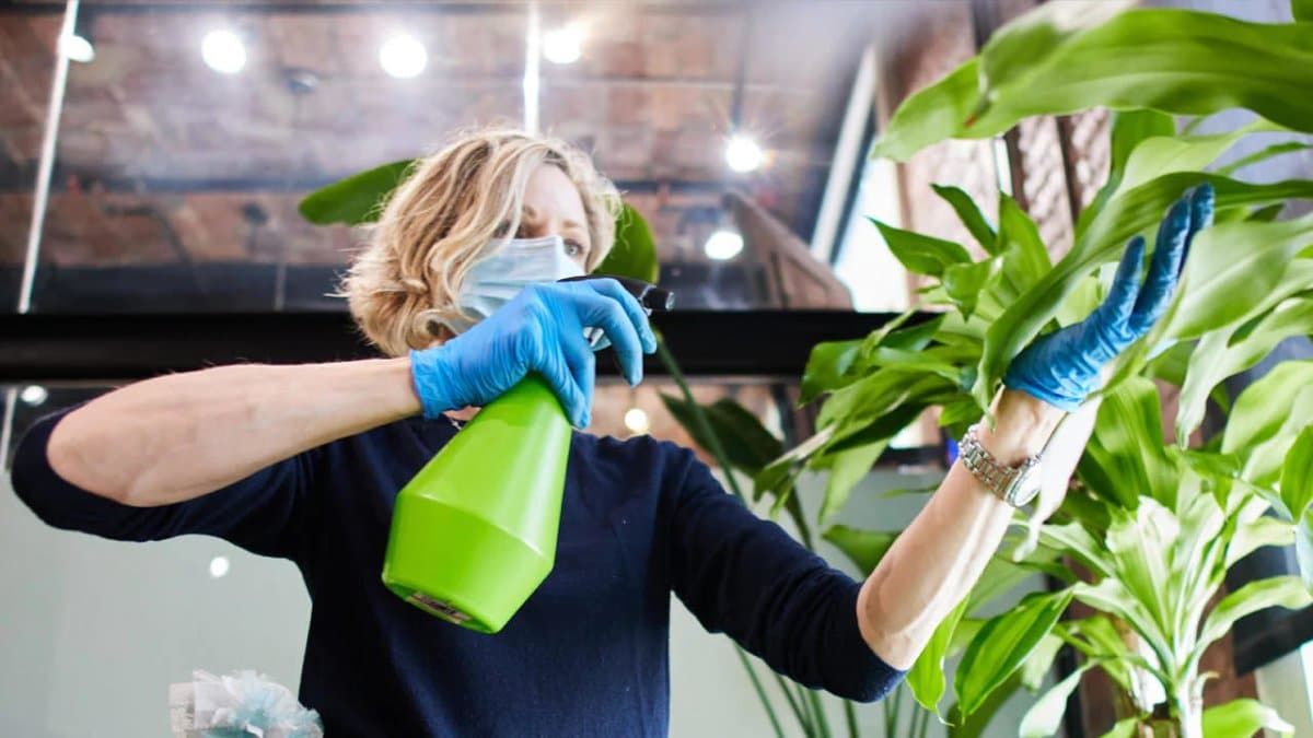 My Office Plant Maintenance During Coronavirus In NYC