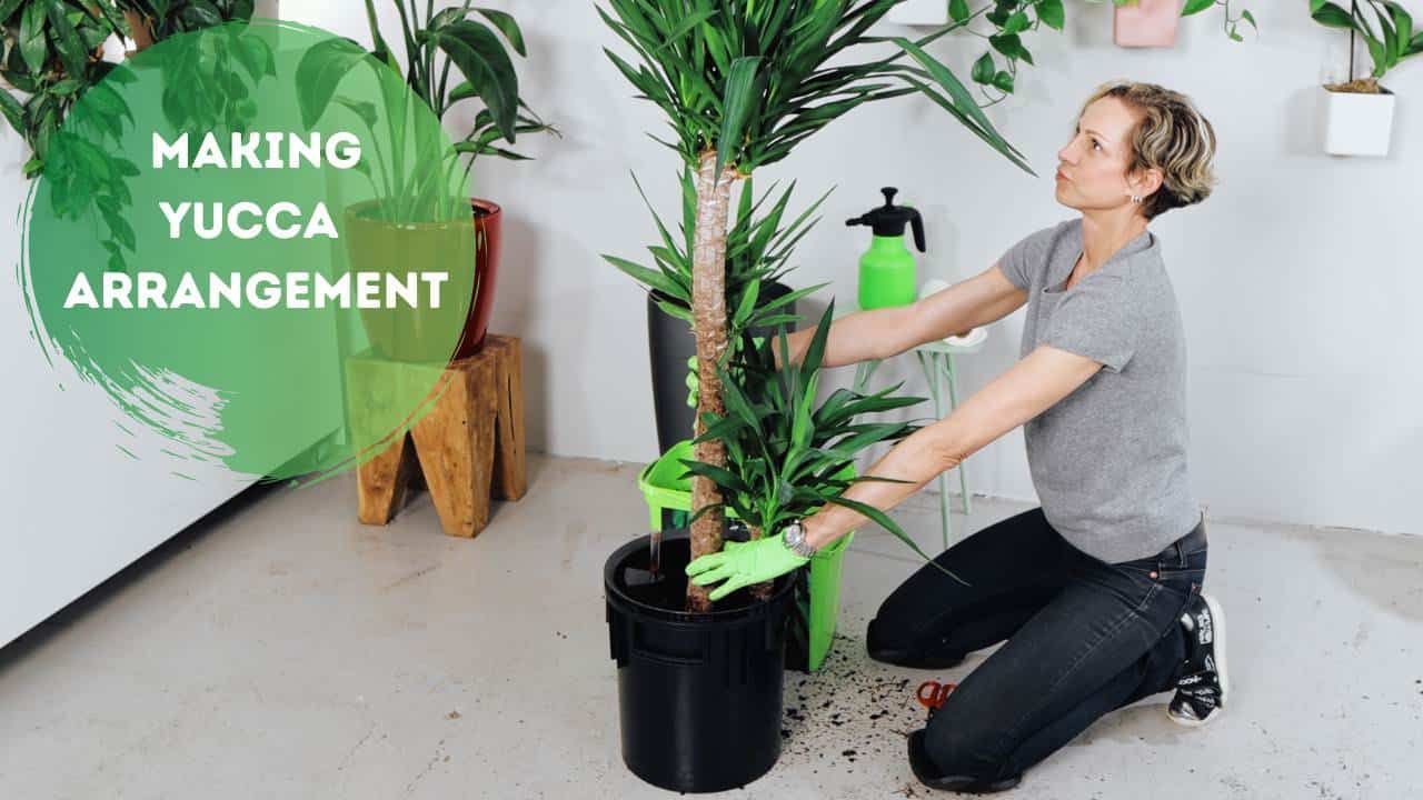 Dividing Yucca Plant & How To Create A Multiple Stalk Arrangement