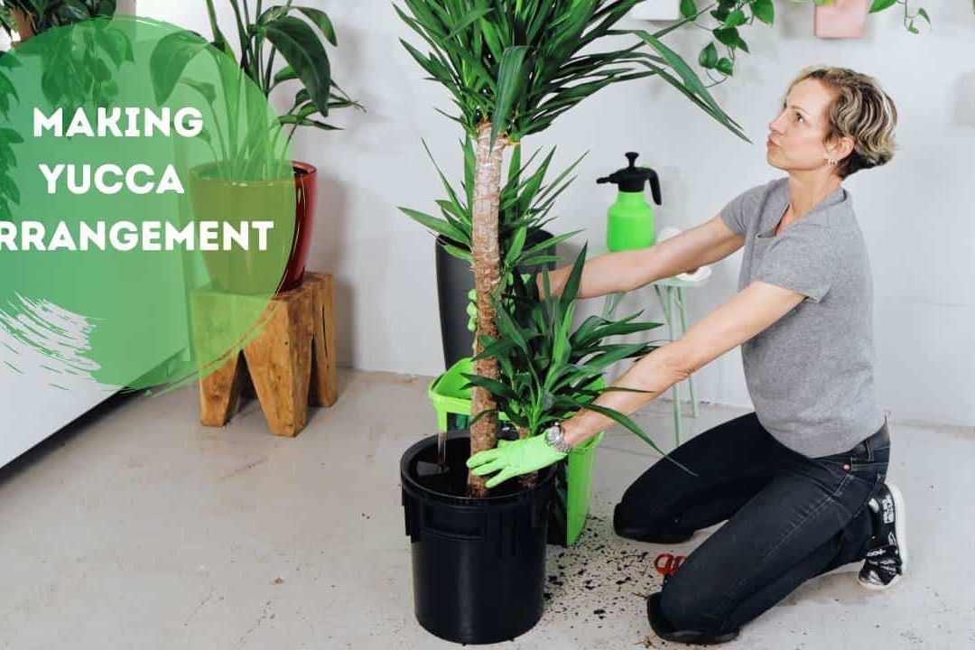 Dividing Yucca Plant & How To Create A Multiple Stalk Arrangement