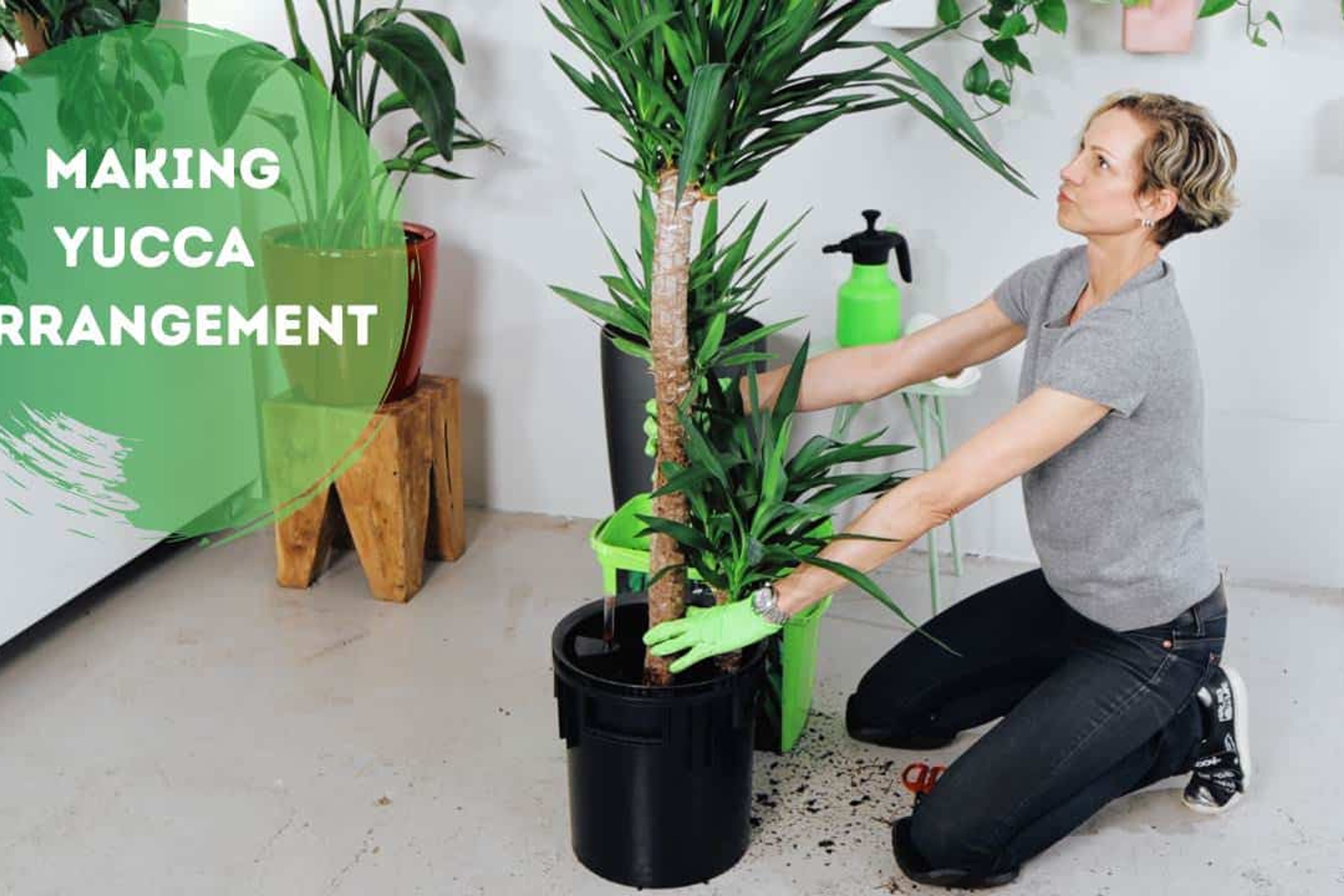 Dividing Yucca Plant & How To Create A Multiple Stalk Arrangement
