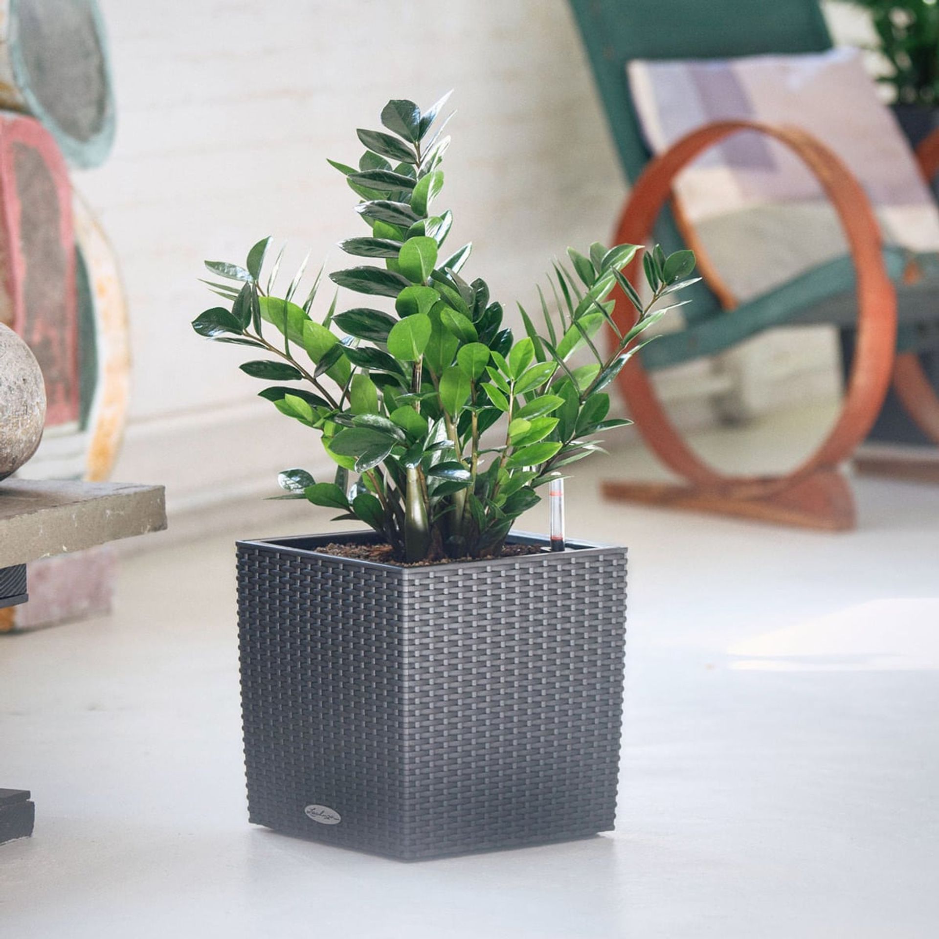 Lush green ZZ plant, a popular choice among low light plants, in a stylish wicker planter set against the backdrop of a modern home interior with eclectic furnishings.