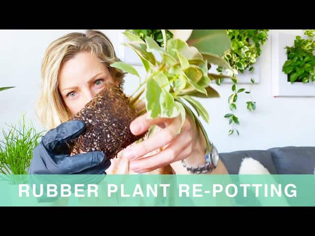 Repotting My Rubber Plant Into Lechuza Planter
