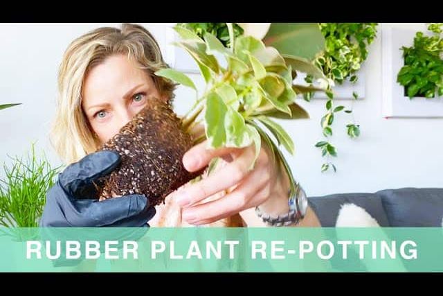 Repotting My Rubber Plant Into Lechuza Planter