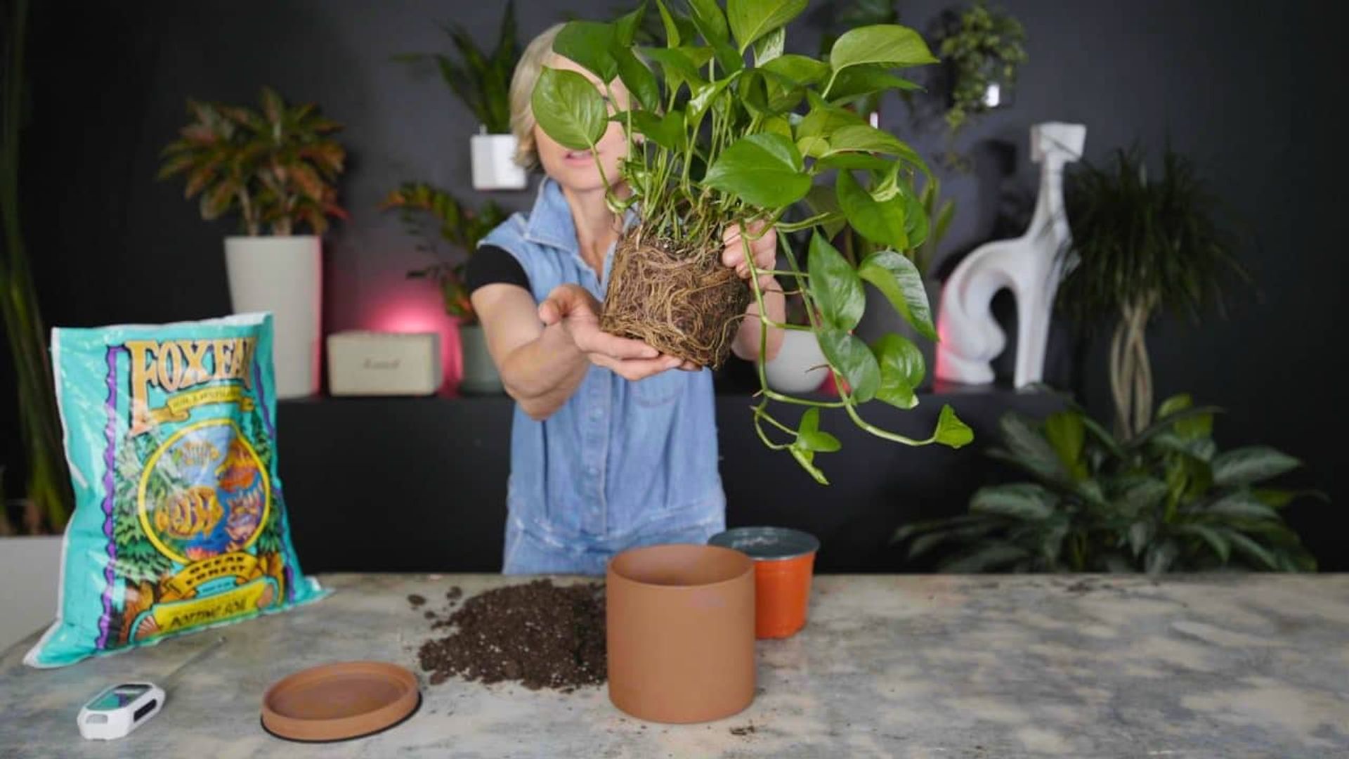 The image shows a person holding a pothos plant with exposed roots, preparing to repot it into a terracotta pot. On the table are a pile of soil, the terracotta pot, a saucer, and a bag of FoxFarm Ocean Forest soil. The background includes various plants and decor elements, creating a vibrant indoor setting. This scene appears to demonstrate the use of FoxFarm Ocean Forest soil for repotting and evaluating its effectiveness in a soil review.