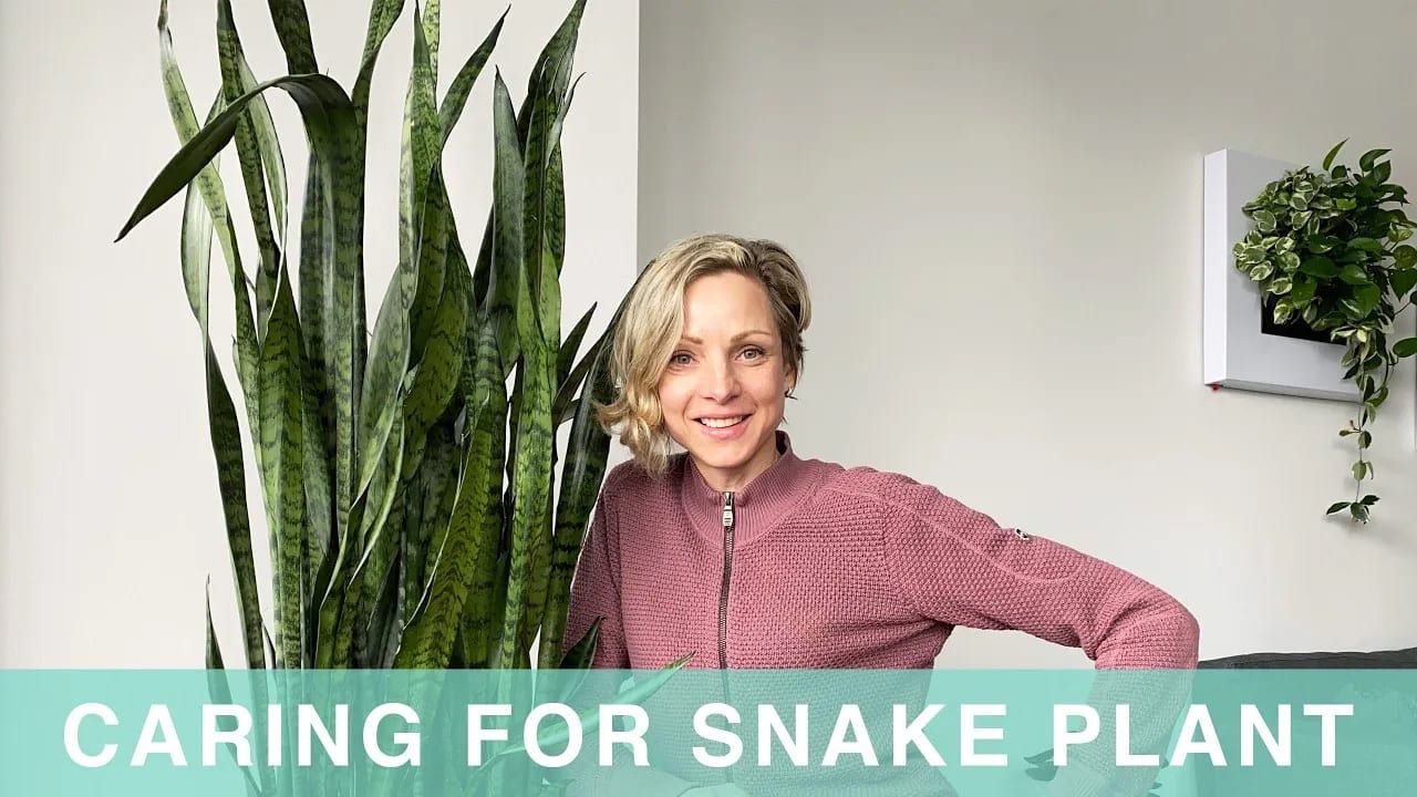 How I Care For My Snake Plant – Green Moments With Juliette Episode #02