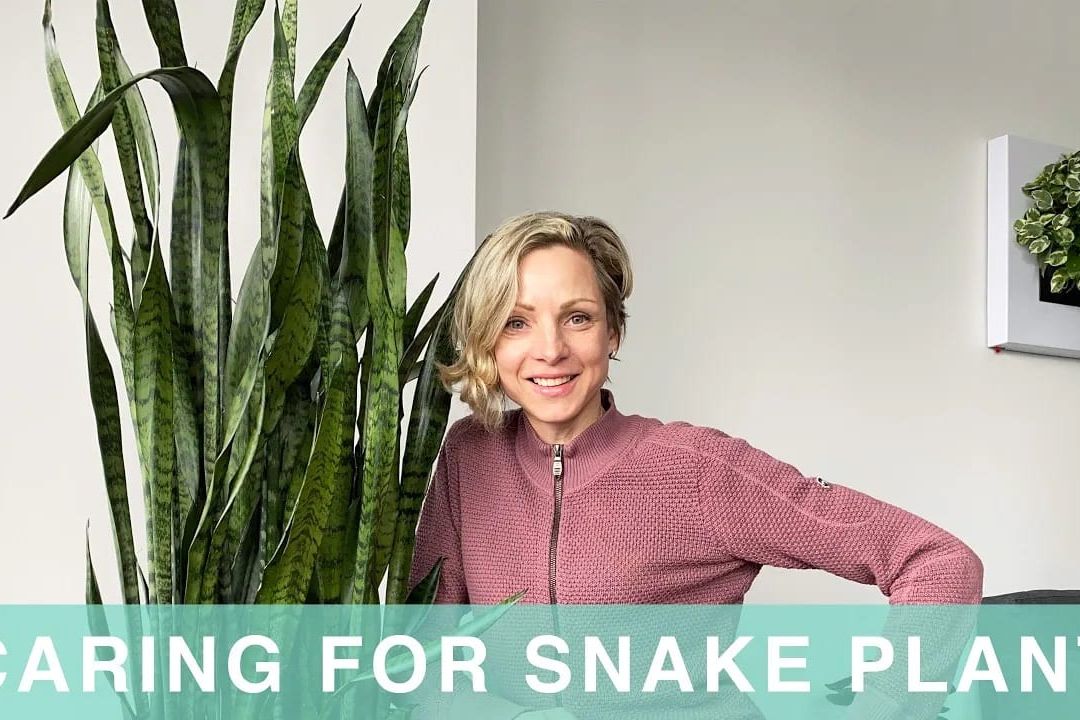 How I Care For My Snake Plant – Green Moments With Juliette Episode #02