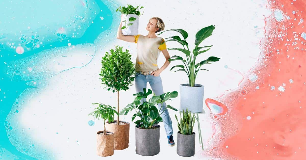 New Lechuza Trendcover Self-watering Planters