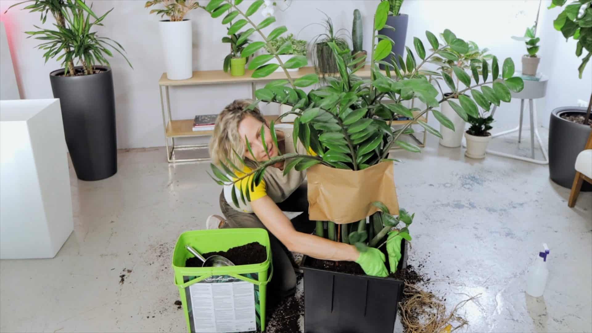 Woman repotting a large ZZ plant in a bright home garden environment with various potted plants and gardening supplies around.