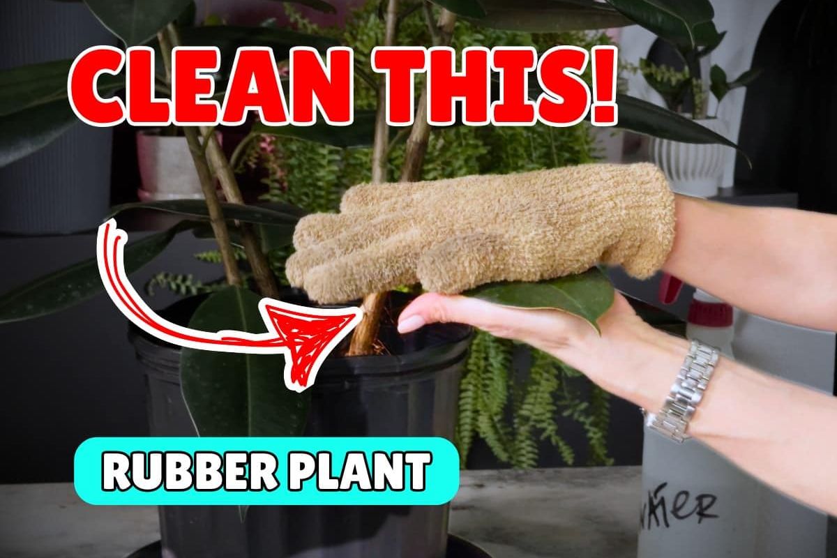 A person wearing a tan glove gently wipes the leaves of a rubber plant in a black pot, illustrating how to clean rubber plant foliage. Bold red text overlay reads “CLEAN THIS!” and a teal label says “RUBBER PLANT,” with an arrow pointing to the plant. A spray bottle and a fern are visible in the background.
