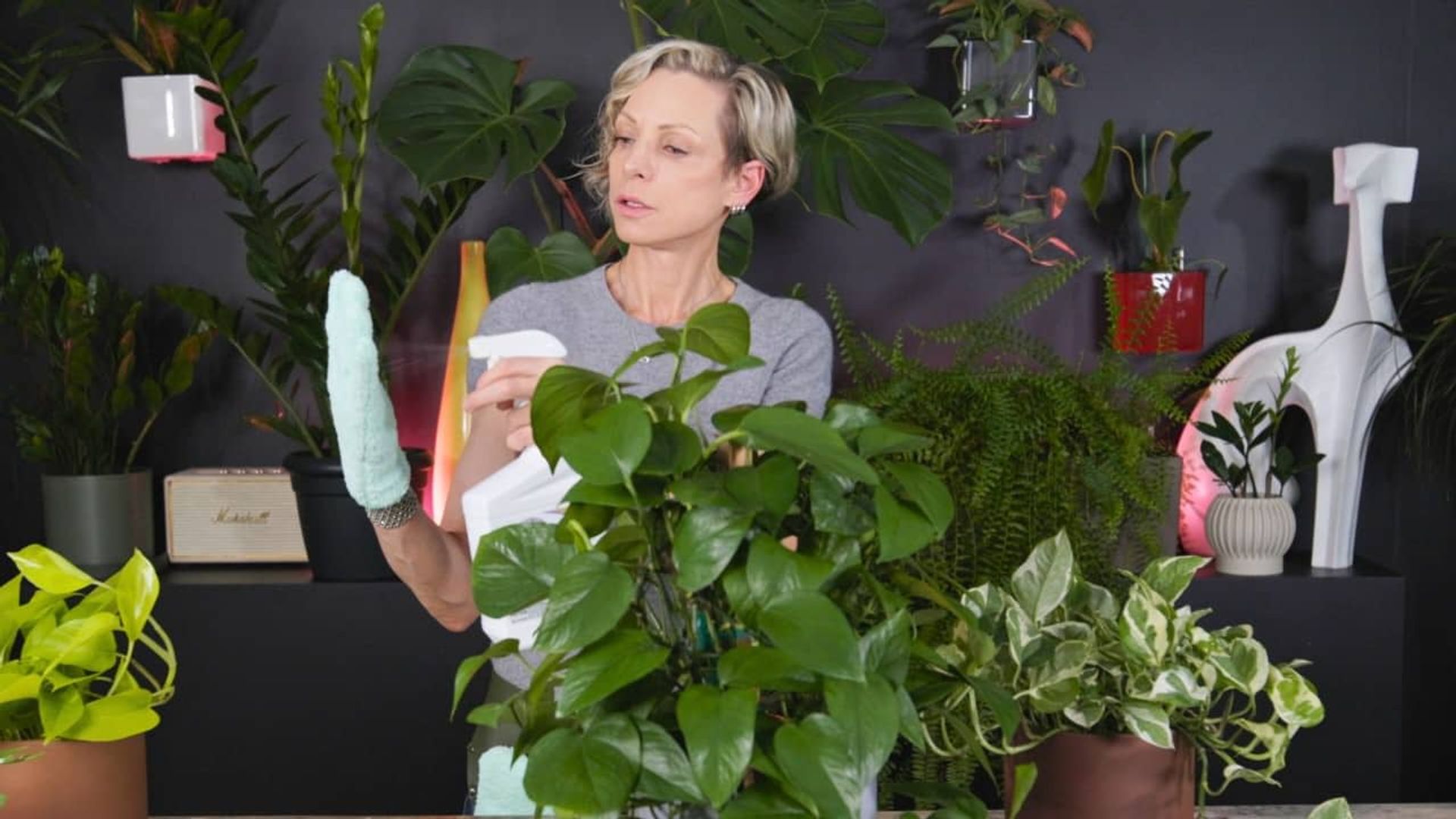 A person demonstrating how to make pothos shiny by spraying neem oil onto a microfiber glove before cleaning the leaves of a healthy pothos plant.