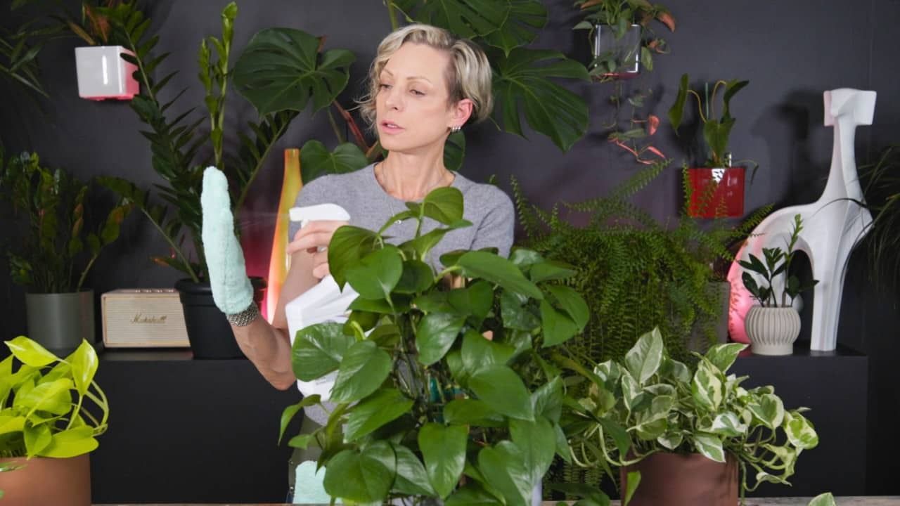 A person demonstrating how to make pothos shiny by spraying neem oil onto a microfiber glove before cleaning the leaves of a healthy pothos plant.