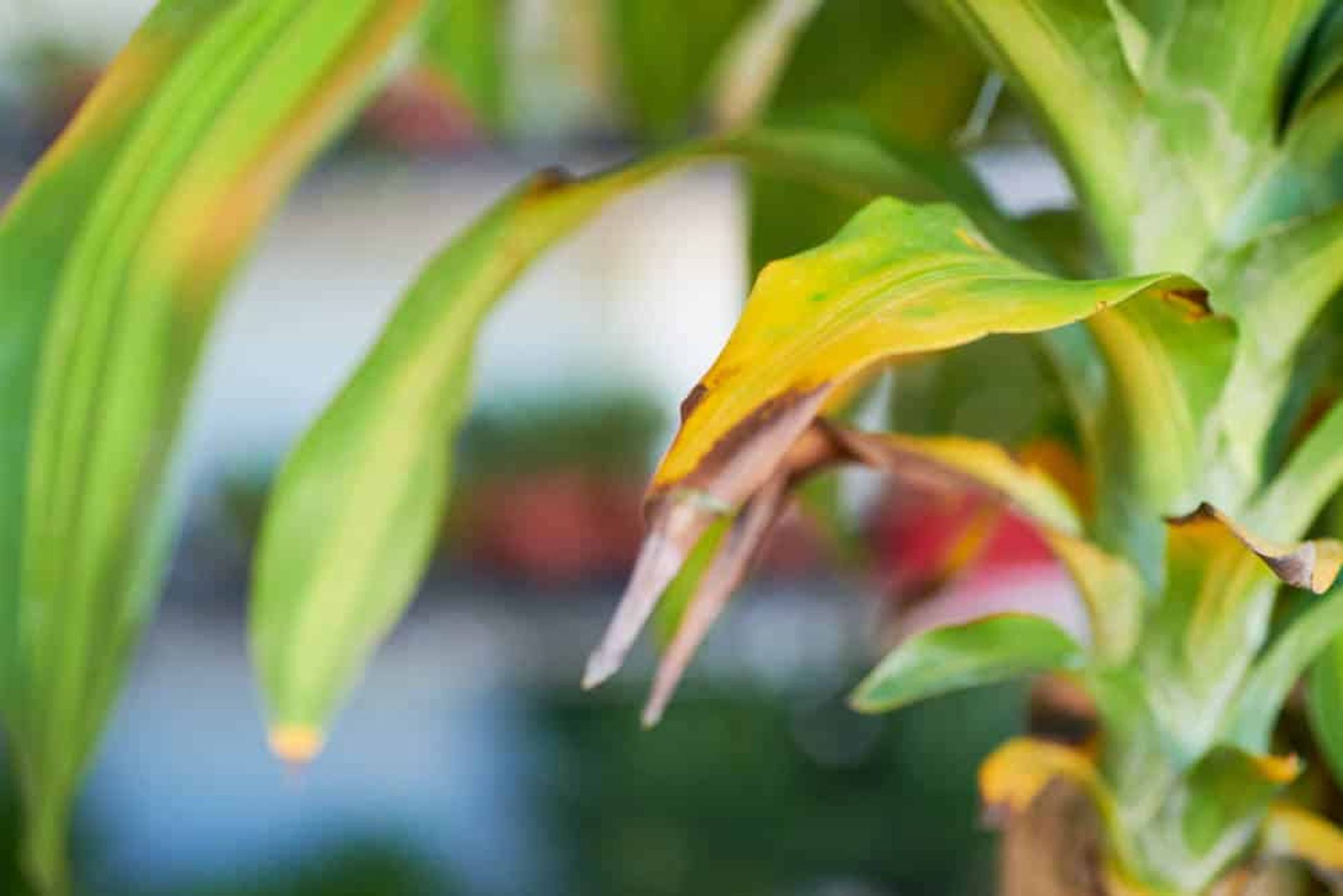 yellowing or browning of leaves is over or under-watering