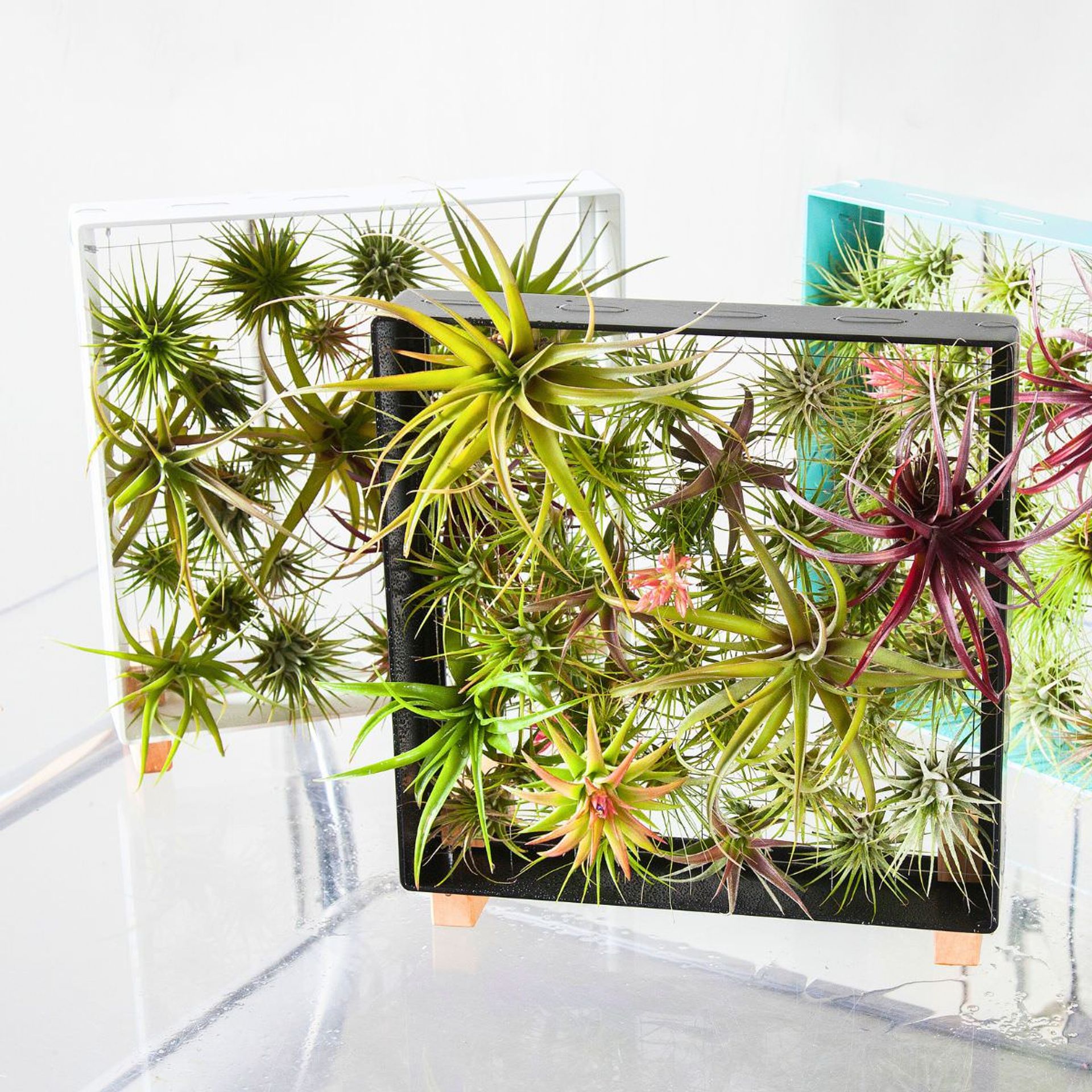 Modern living wall art featuring a variety of vibrant air plants in white, black, and teal geometric planters against a white background.
