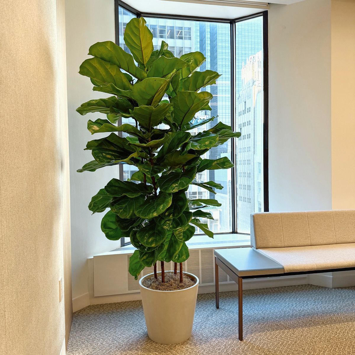 Fiddle-leaf fig in a white planter in a bay window overlooking Manhattan office towers