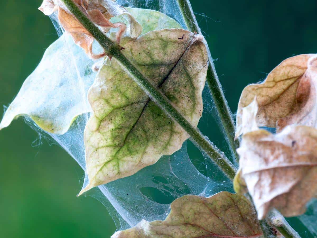 How To Get Rid Of Spider Mites On Indoor Plants