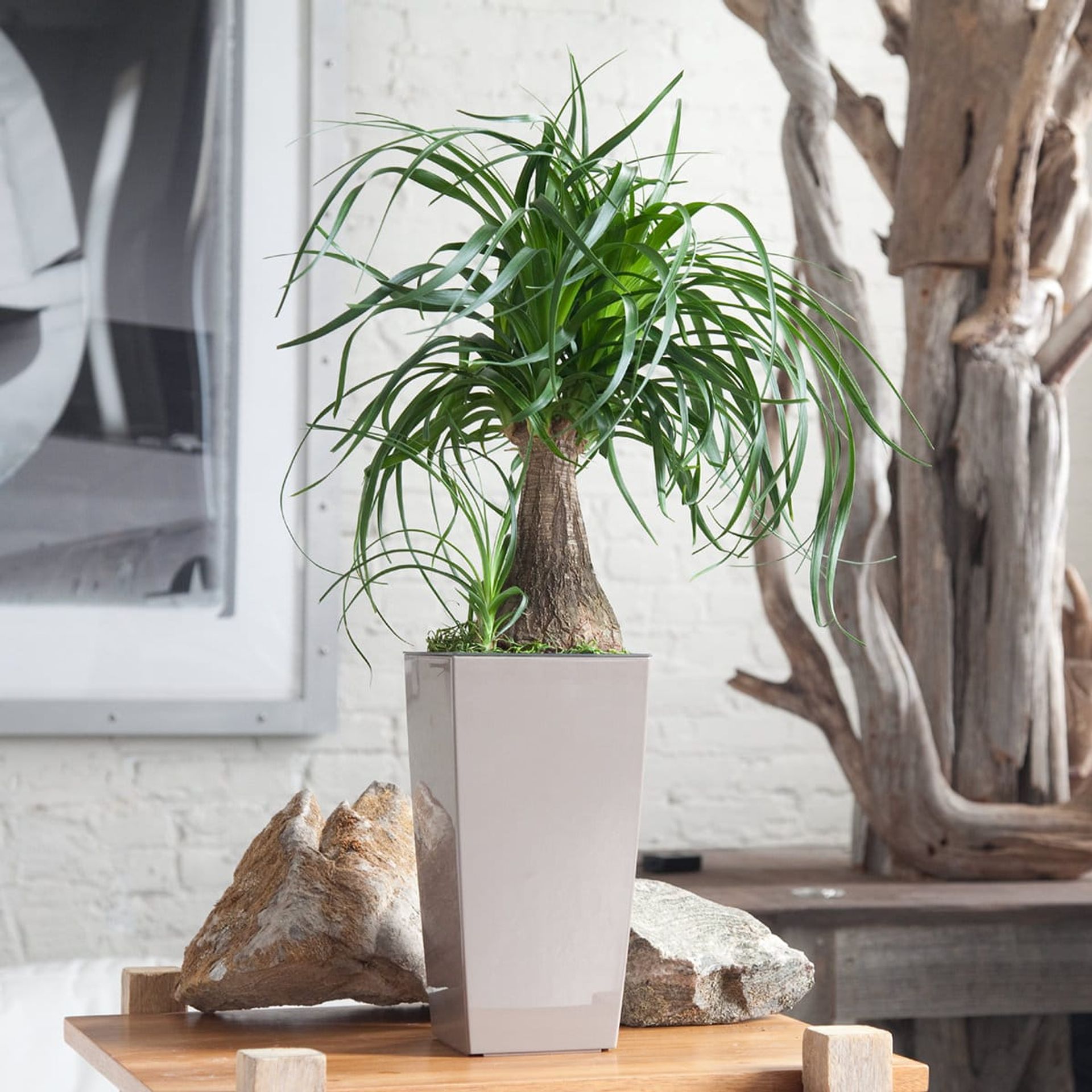Ponytail palm plant, considered one of the best plants for beginners, in a modern square taupe planter on a wooden table with decorative rocks, driftwood, and abstract art in the background.