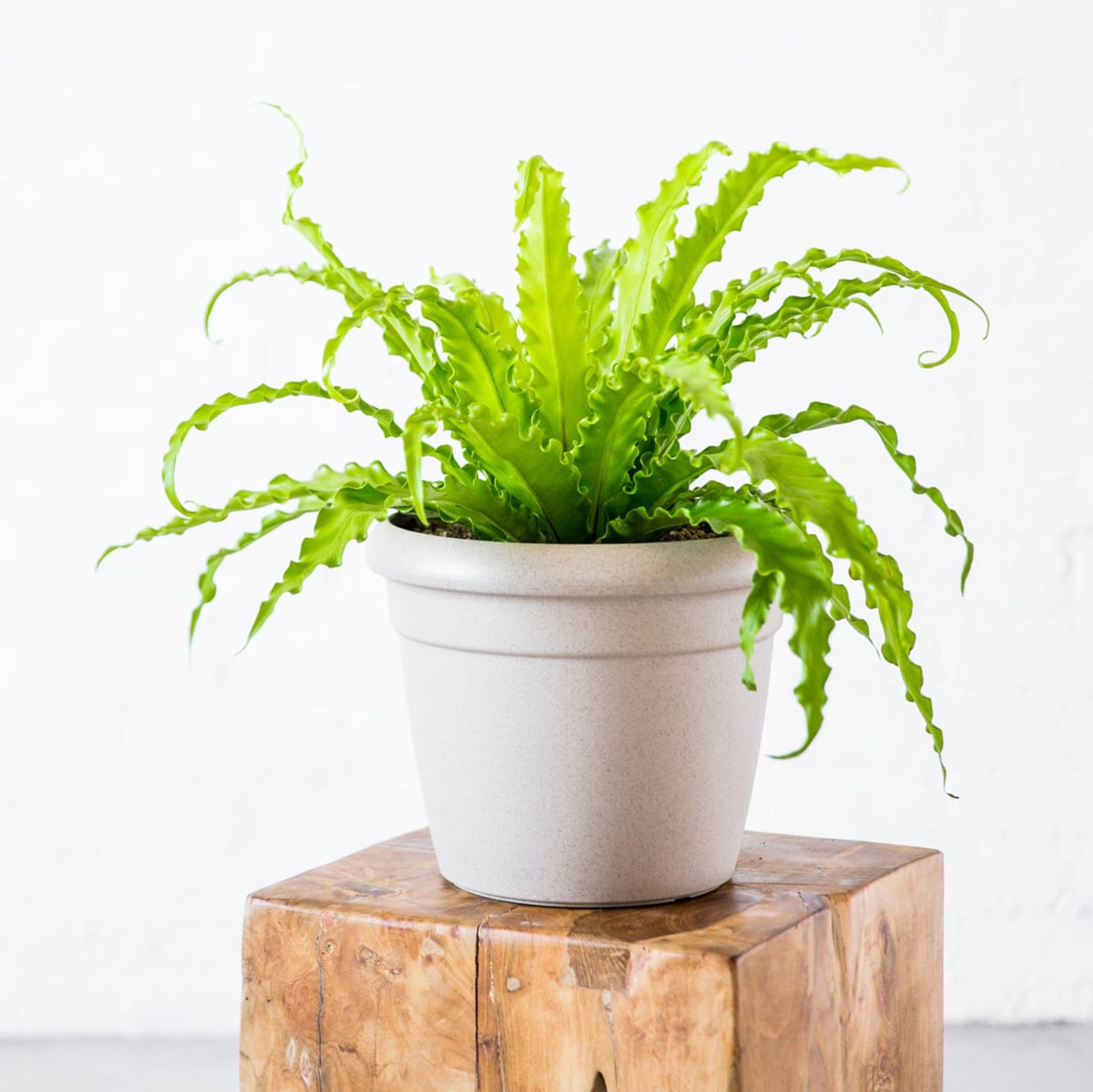 Vibrant green bird's nest fern, a striking addition to any collection of low light plants, in a modern white planter on a rustic wooden stool against a white wall in a stylish home decor setting.