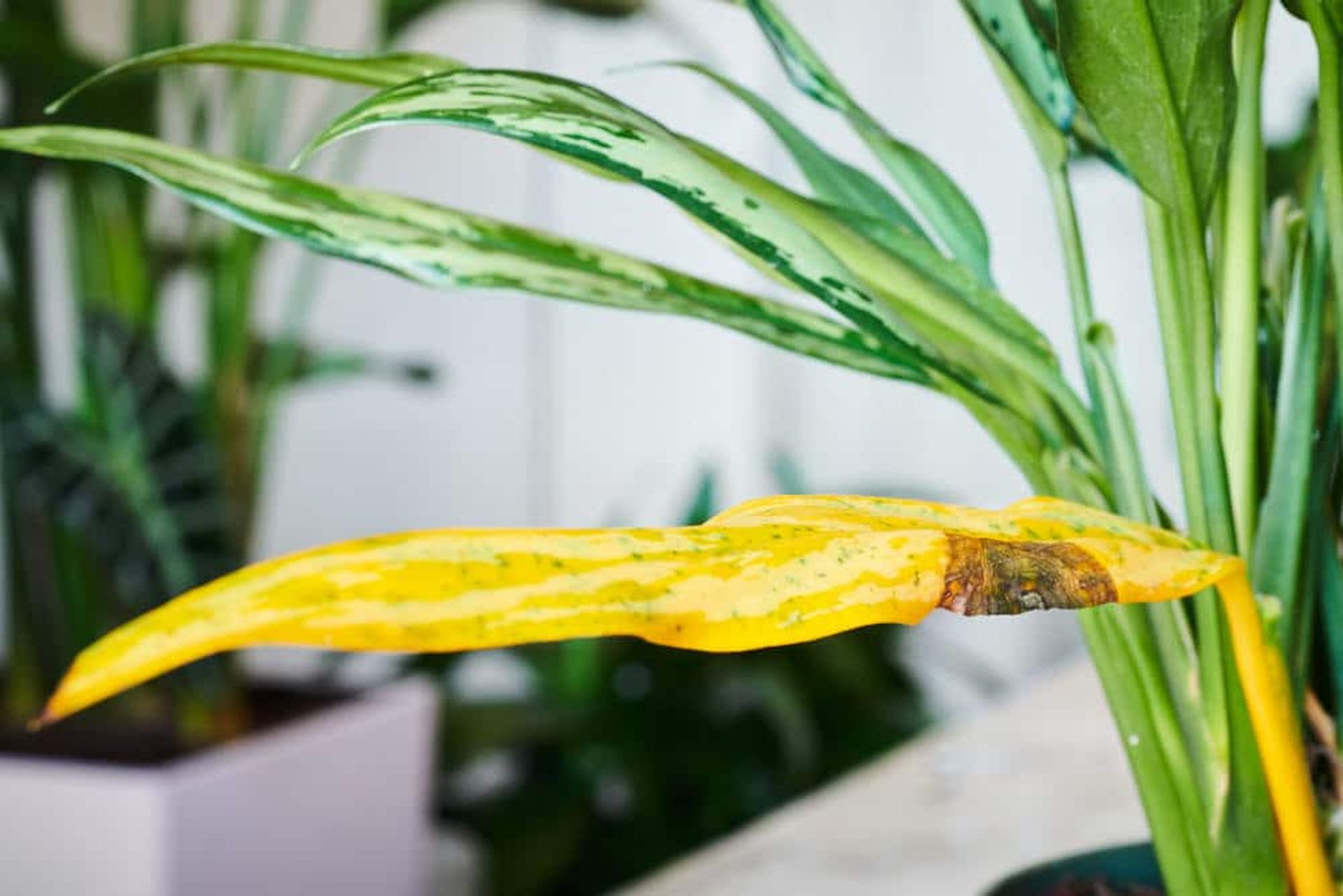 plant acclimation