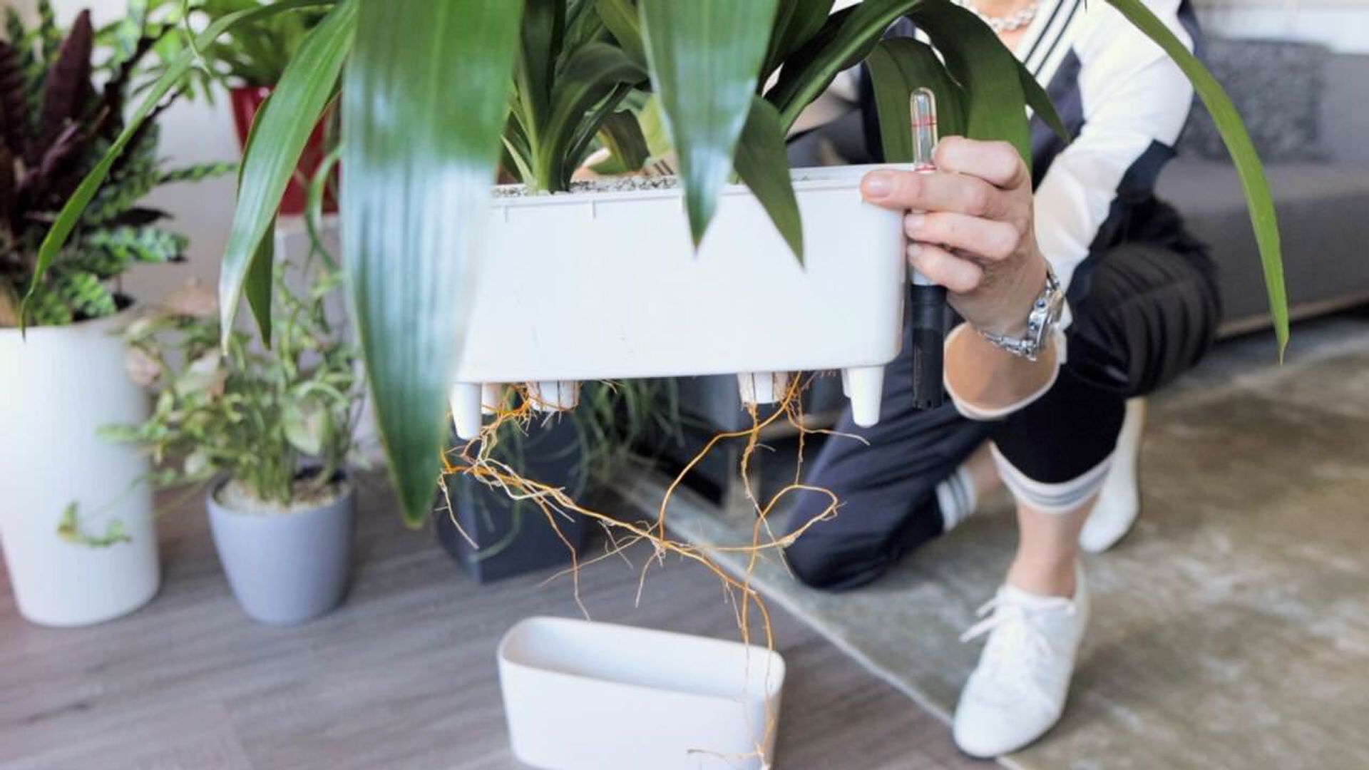 Juliette is examining the protruding roots of an overgrown plant, ready to repot it for better growth. The plant is lifted from its container, showing roots emerging from the drainage holes, indicating the need for a larger space. Other healthy potted plants can be seen in the background, creating a nurturing indoor gardening environment.